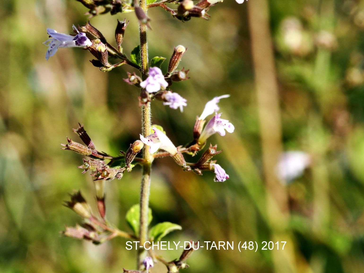 Calamint, Lesser